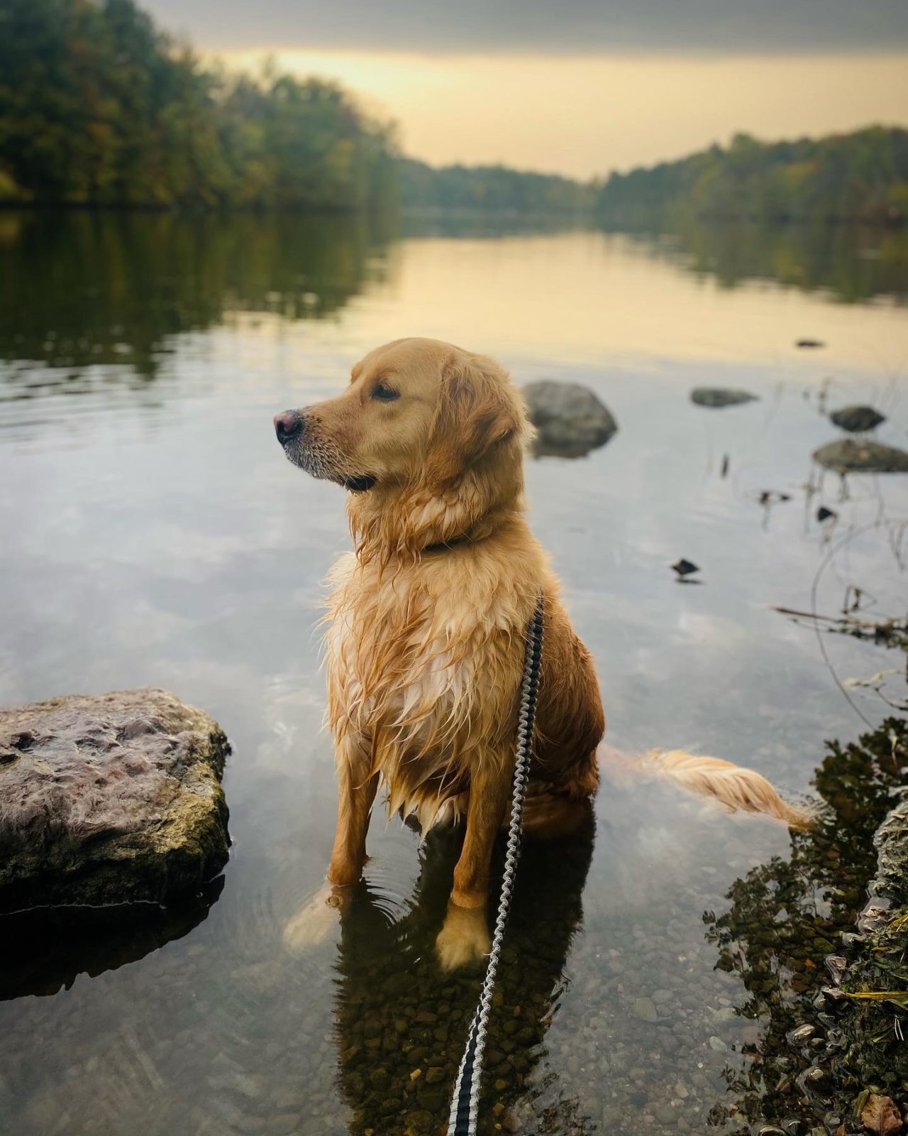 Best Vet Hospital In Marcellus Lake Country Veterinary Care