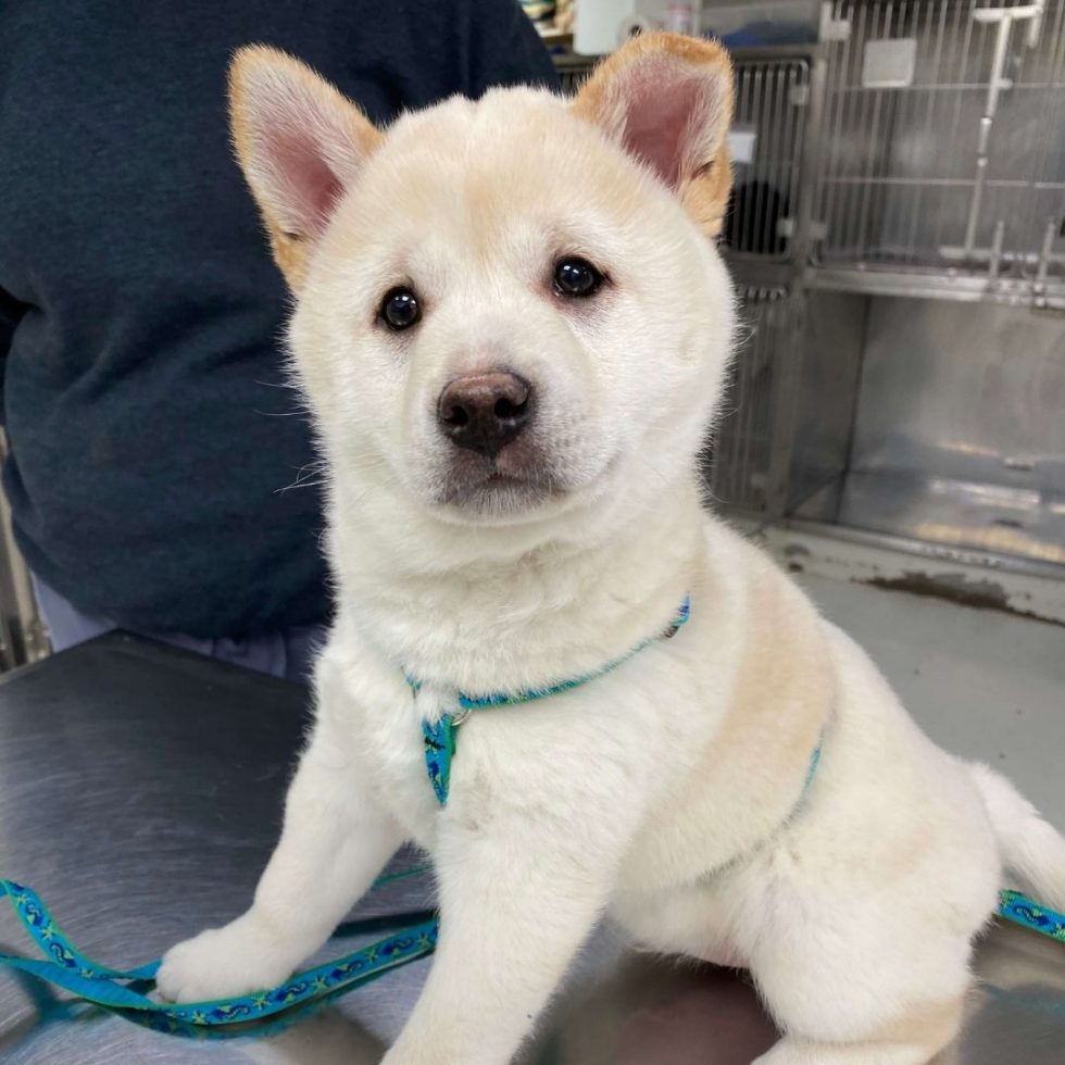 Marcellus, NY Veterinary Services Lake Country Veterinary Care