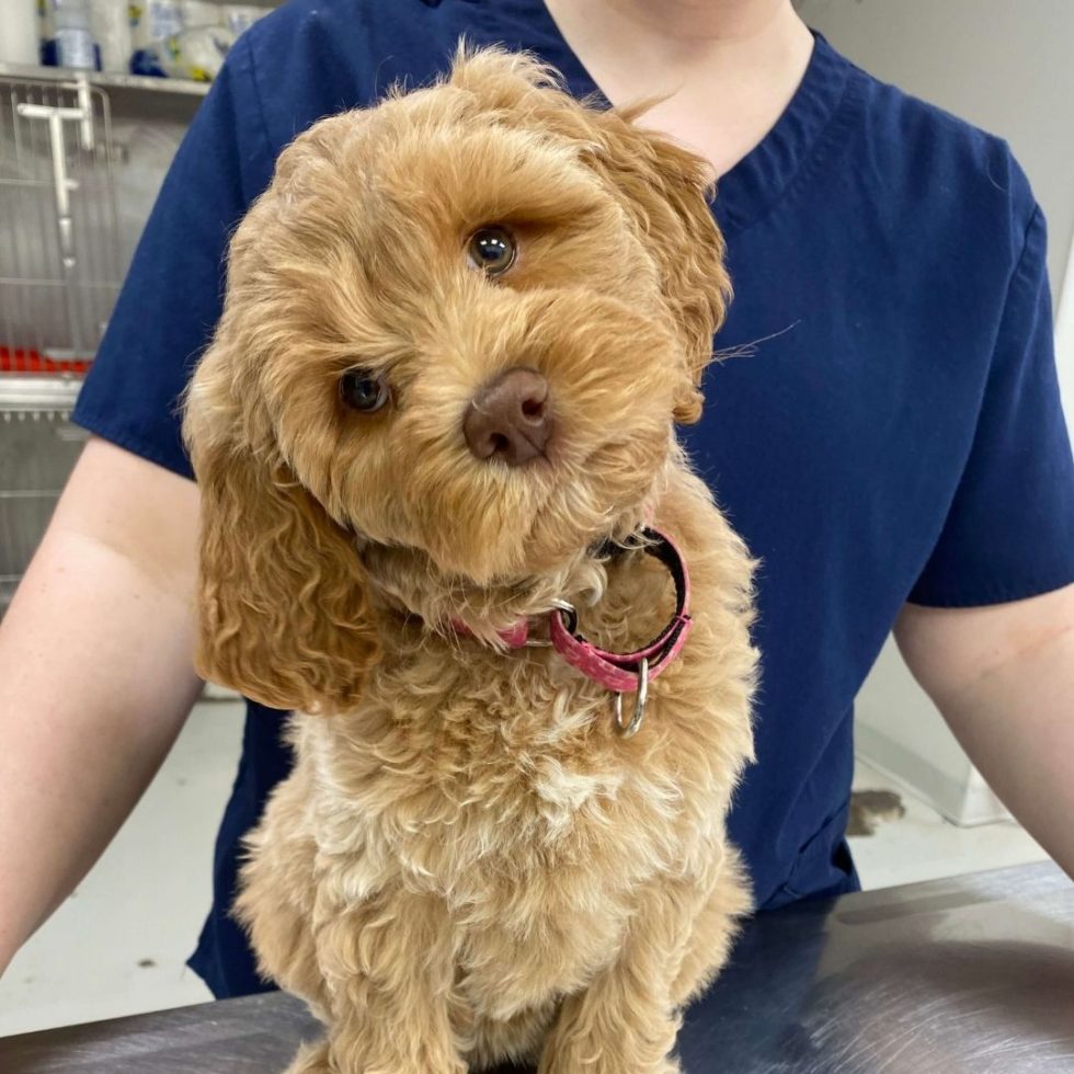 Veterinarian In Marcellus, NY Lake Country Veterinary Care