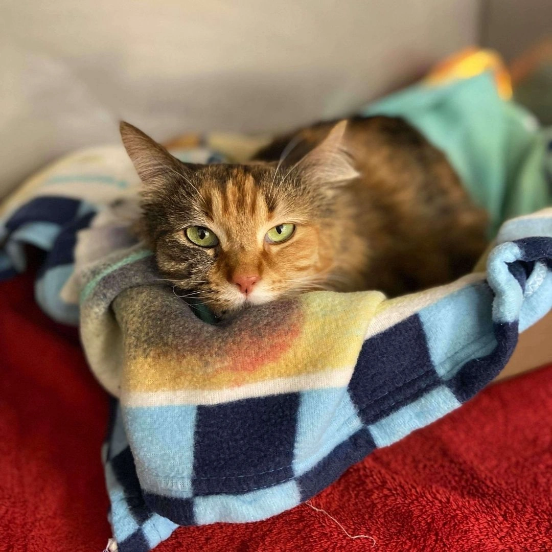 Pet-diesease-management