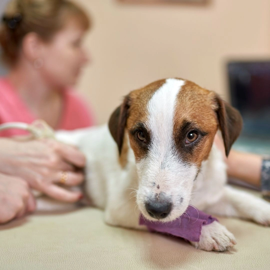 img-Services-Indv-Diagnostics