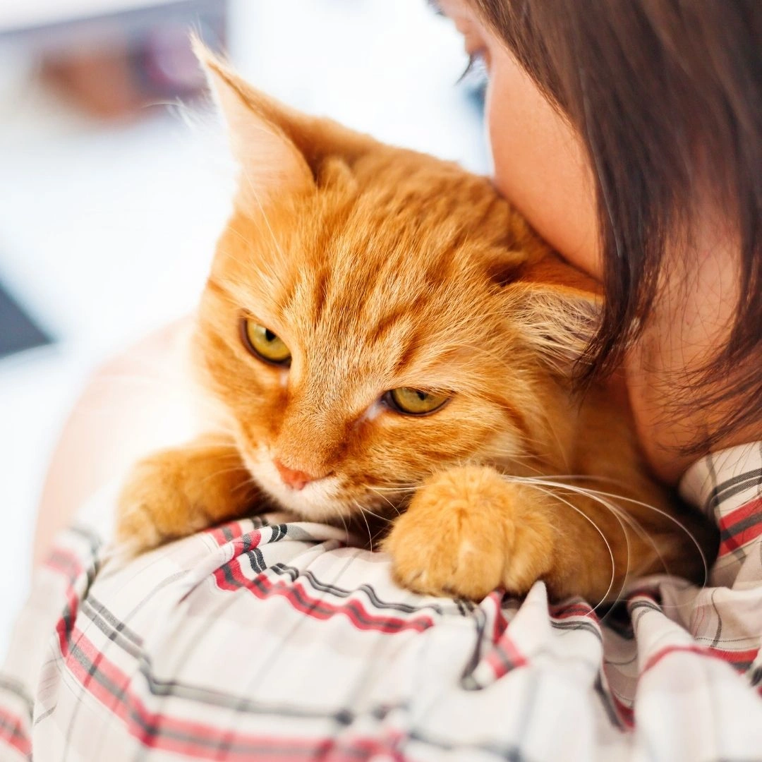 pet-routine-diagonstics