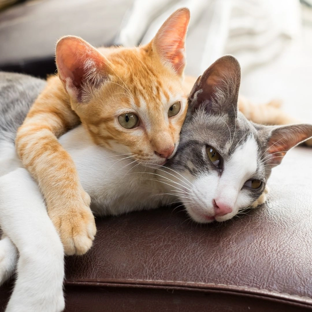 pet-wellness-services