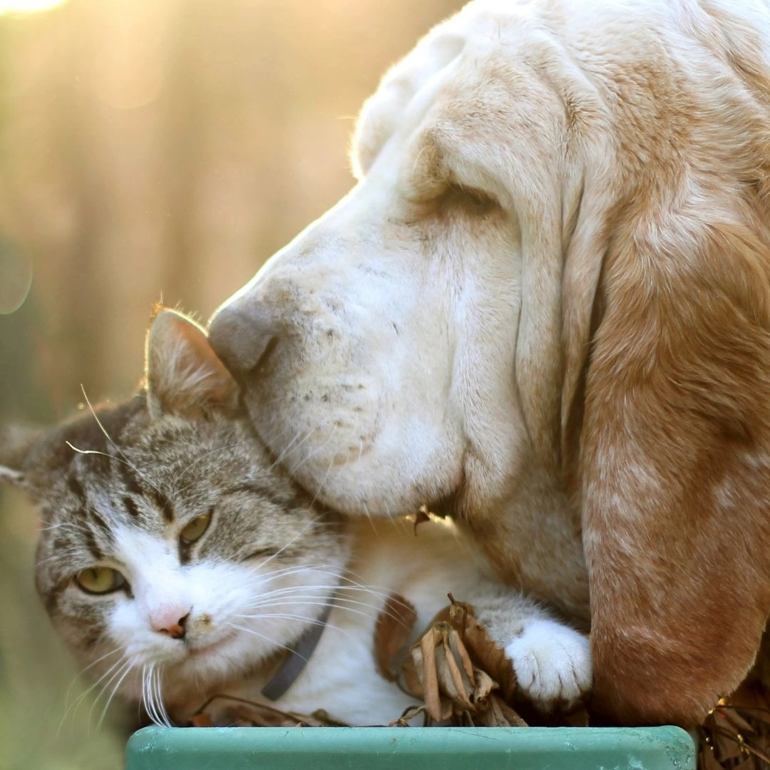 pet-wellness-services