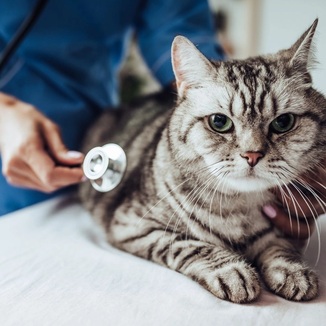 Disease-Modifying Osteoarthritis Drugs