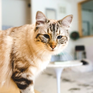 Mobile Internal Medicine Specialist