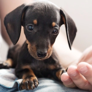 Pet Integrative Medicine