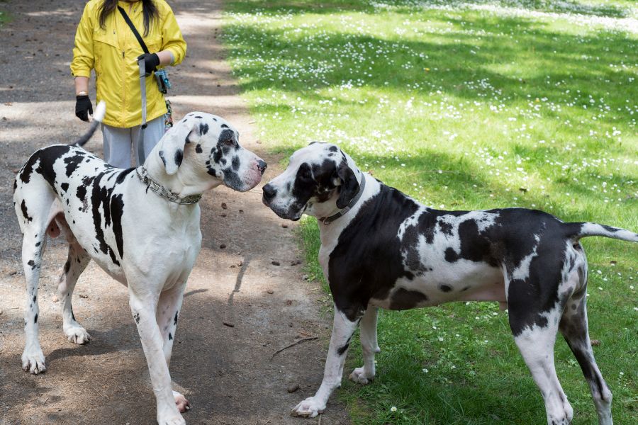 Great Dane Lifespan