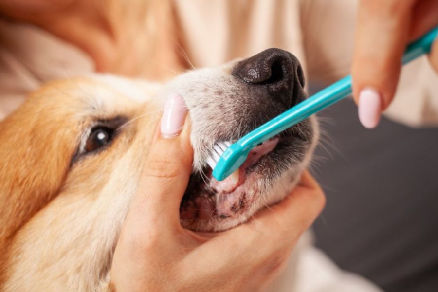 Dental Care for Dogs and Cats