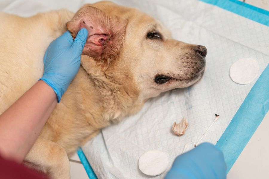 Pet Allergies