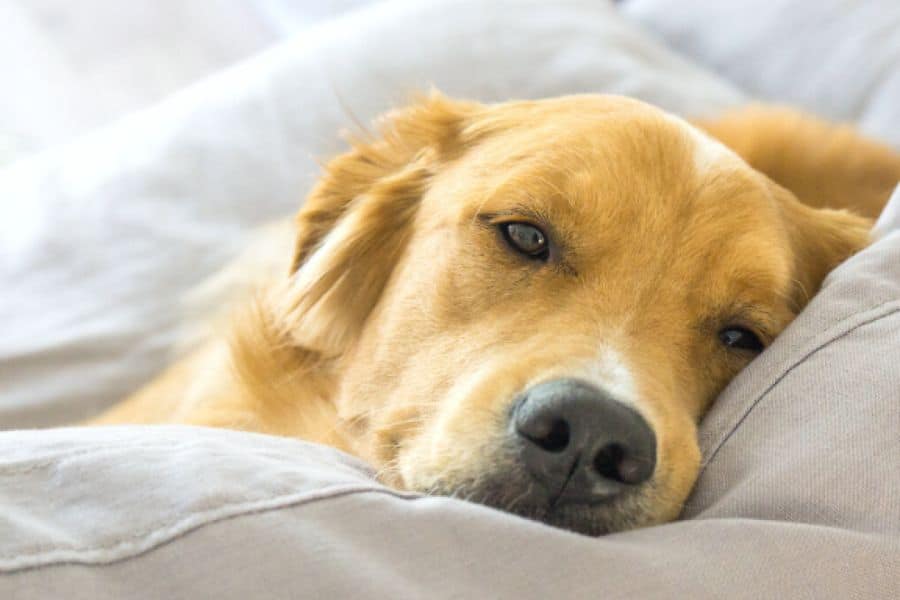 Benadryl for Dogs