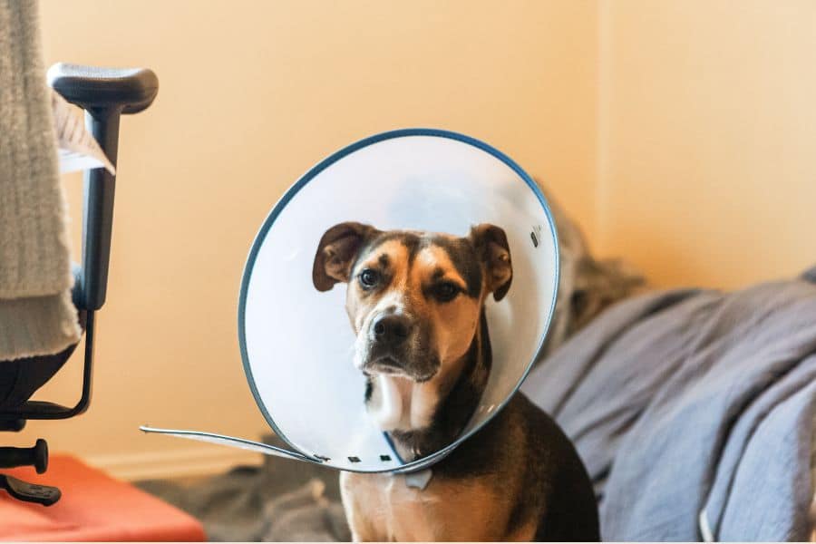 Urgent Care for Pet Bite
