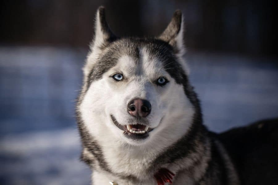 Husky Lifespan