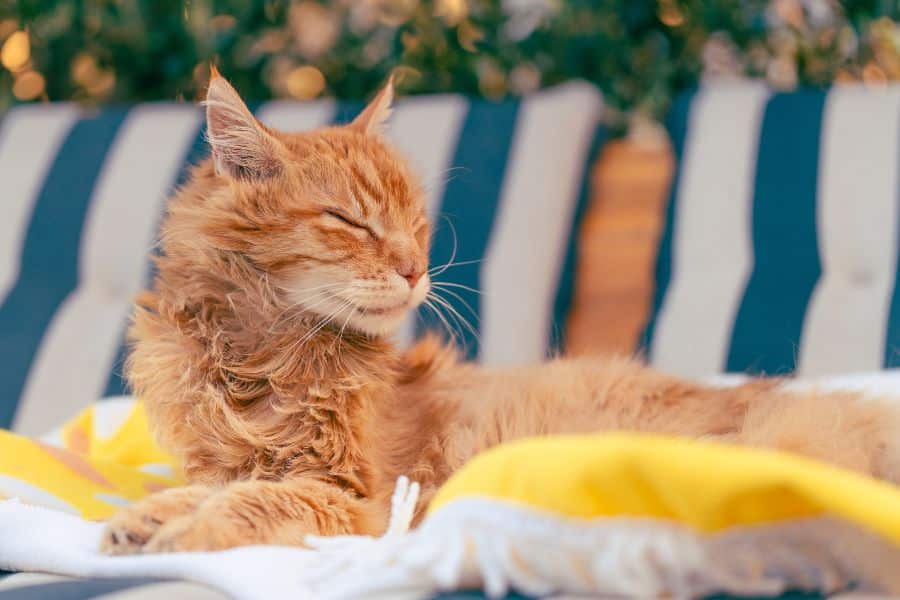 Maine Coon