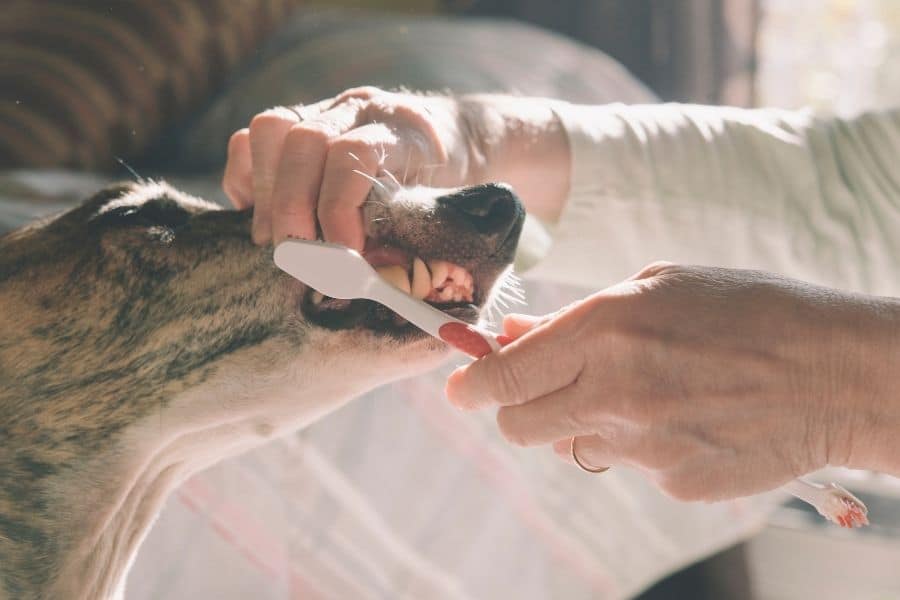 Pet Dental Pain