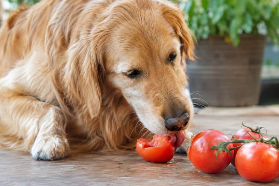 Tomatoes in Dog Food
