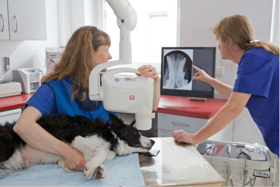 pet dental X-ray
