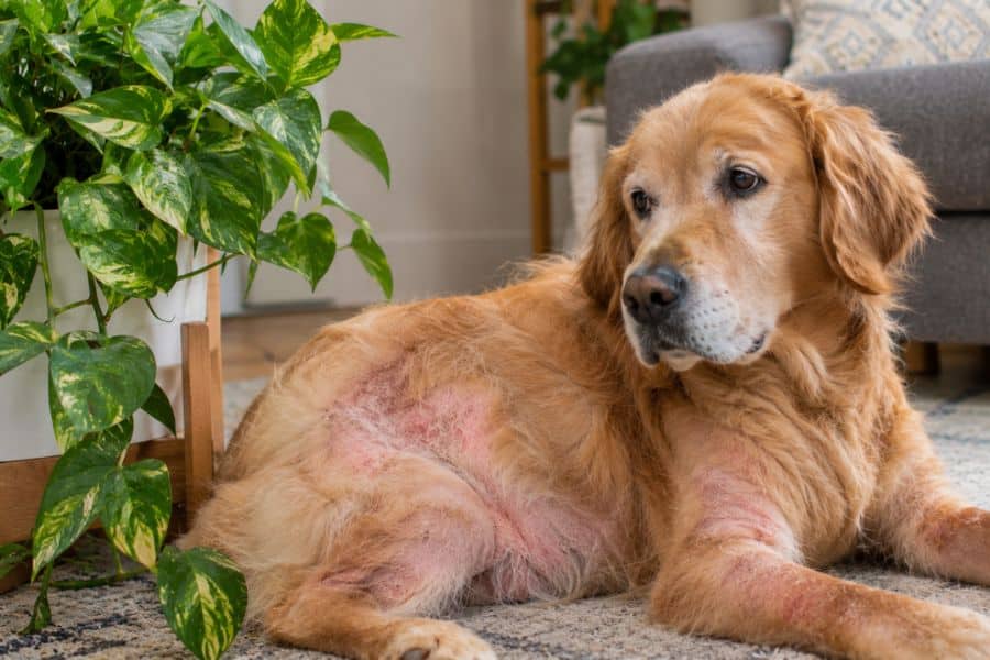 Dog Allergies