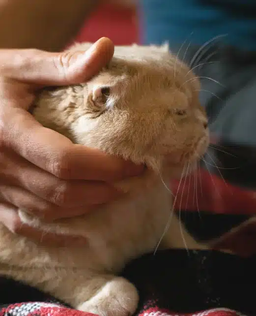 Person gently cradling the head of a calm cream-colored cat with its eyes closed, resting on a plaid blanket