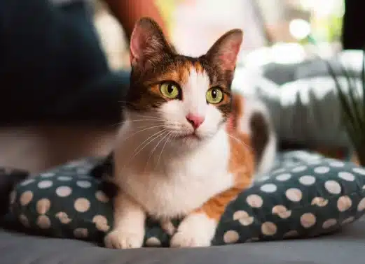 Calico cat with green eyes lying alert on a blue polka-dot cushion, looking at the camera