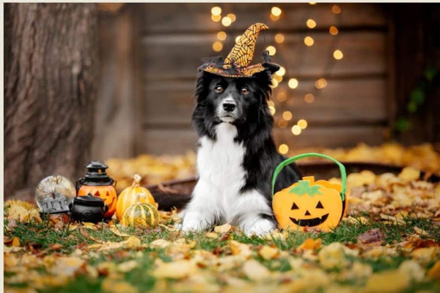 Halloween Safety for Senior Pets
